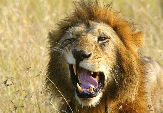 Image: A male lion