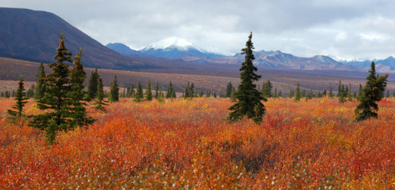 Image: The Stampede Trail, Alaska
