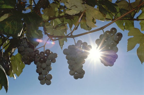 Image: Grapes