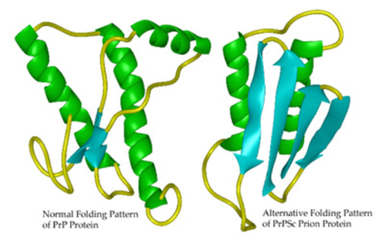 A diagram shows how a normal protein molecule, at left, can become misfolded as a prion, at right.