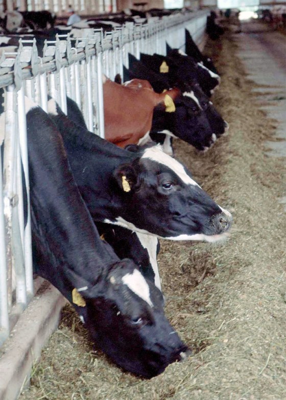 Preliminary Tests Confirm Mad Cow Diagnosis