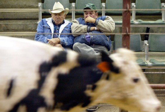 Cattle Are Auctioned In Shadow Of Mad Cow Scare