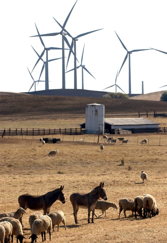 Donkeys and sheep graze on a farm as windmills tower in the background in Birds Landing, Calif.