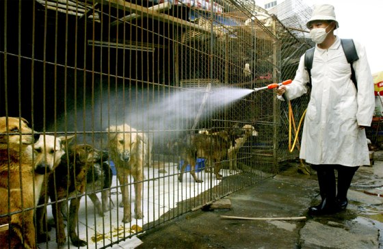 Disinfecting animal cages in Guangzhou