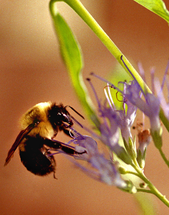 In addition to producing honey, the honeybee plays a key role in pollination.