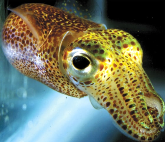 The Hawaiian bobtail squid has reflective plates around its eyes and on its skin, which shine with a silvery gleam in this photo. The reflector plates are made of a previously undescribed type of protein called reflectin.