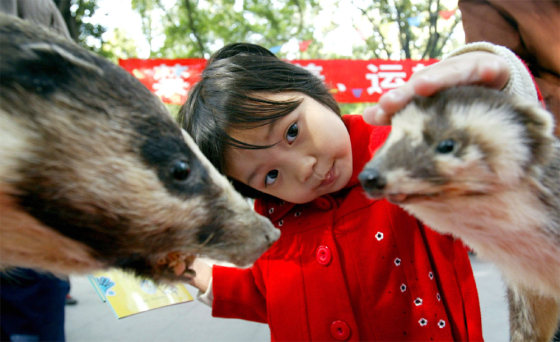 A CHINESE GIRL LOOKS AT STUFFED CIVET CATS ON DISPLAY AT AN ANTI-SARS EXHIBITION IN GUANGZHOU