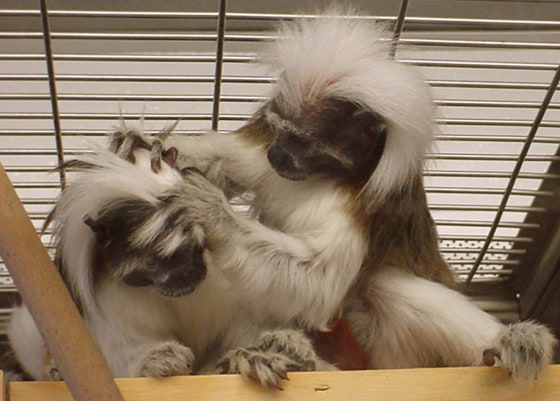 Research suggests that animals such as these cotton-top tamarin monkeys cannot master the more complex grammars that are central to human language.