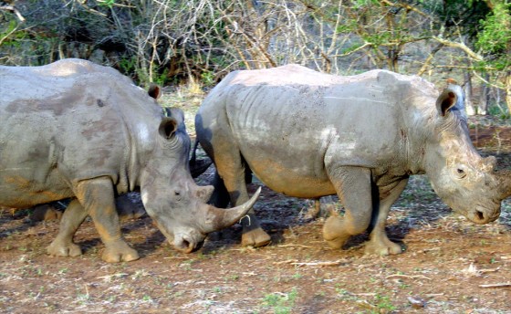 TO GO WITH FEATURE ENVIRONMENT SAFRICA