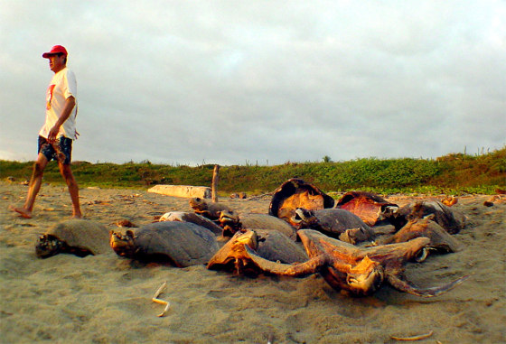 Poachers along the beach in San Valentin, Mexico, leave behind turtle shells, taking the meat and any eggs they can find.