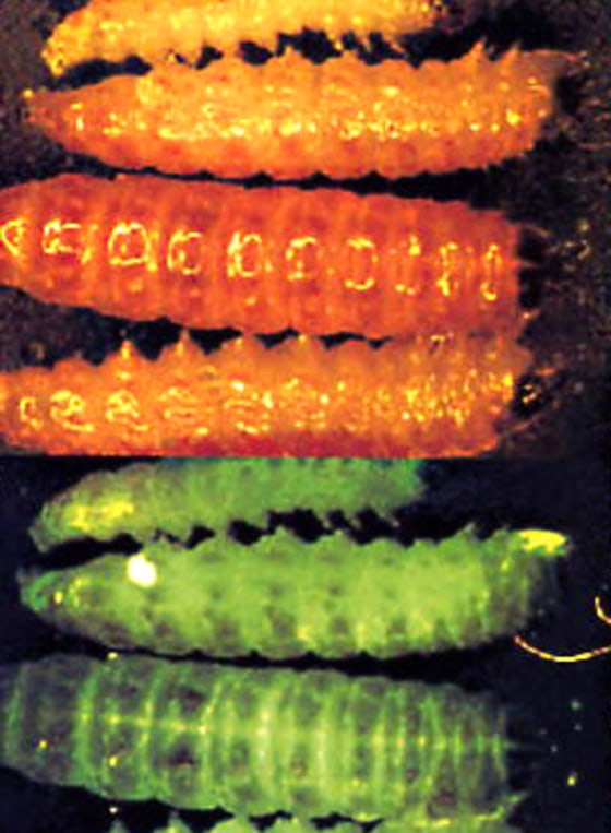 Genetically-modified pink bollworms turn a fluorescent green under UV light thanks to a jellyfish gene.
