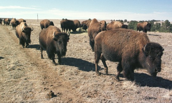 Even before the discovery of the first U.S. mad cow case, 2003 was a record year in terms of bison slaughter, with 32,000 animals turned into meat -- a 25 percent increase from 2002 and a 63 percent increase from 2001, according to the National Bison Association. 