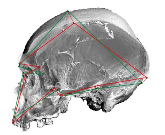 Researchers compared the skulls of modern and ancient humans with those of Neanderthals, as well as 11 existing species of nonhuman primates including chimpanzees, gorillas and baboons. Their conclusion: Humans are as different from Neanderthals as they are from gorillas.