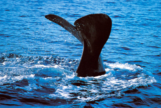 THE TAIL OF A SPERM WHALE IS SEEN AS SHE DIVES IN THE WORLD'S REMOTEST SEA OFF MAURITIUS