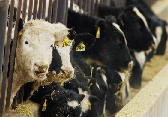 First Case Of Mad Cow Disease Confirmed In Washington State