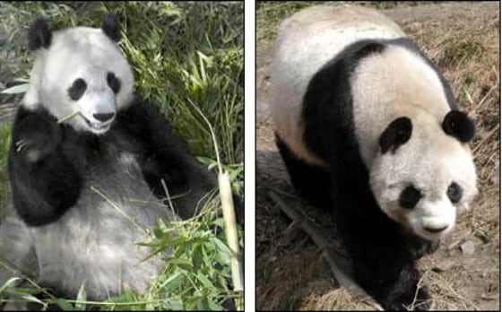 Hua Mei, left, is seen last Saturday while still at the San Diego Zoo. At right is Zhuang Zhuang, one of three potential suitors waiting for her at China's Wolong Panda Nature Reserve.