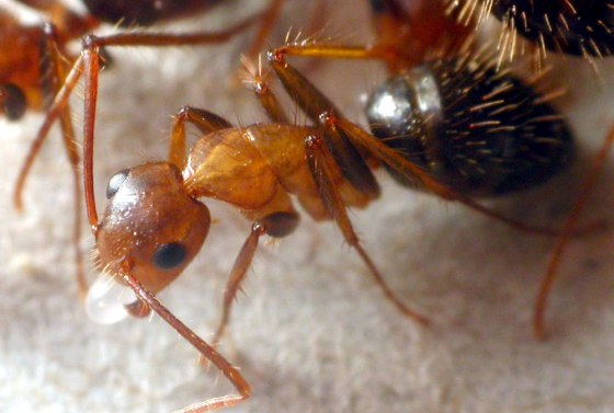 The presence of queen-laid eggs prevents worker reproduction.