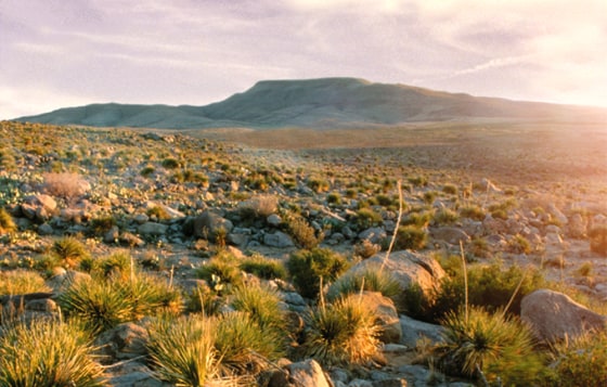 The Otero Mesa, a large desert grassland in New Mexico, will see additional, albeit restricted, drilling under new Interior Department rules.
