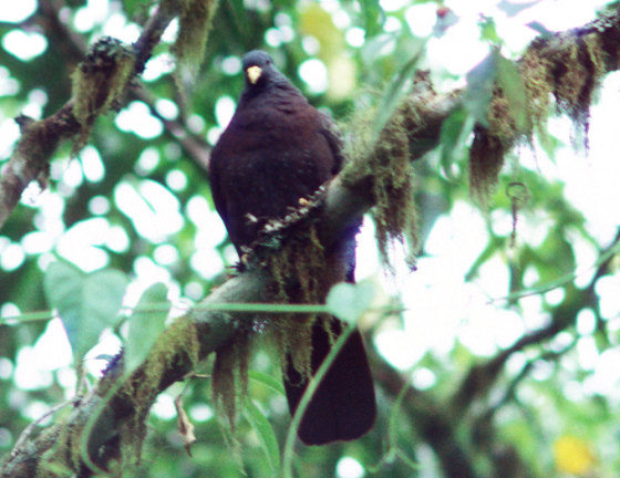 Although facing extinction, the Maroon Pigeon has yet to receive significant protection of its key habitat: the remaining lowland rainforest on Sao Tome, an island nation of the West coast of Africa.
