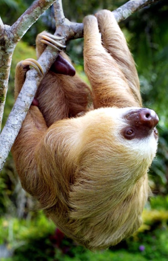 Image: Sloth