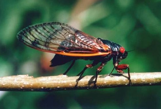 A female cicada lays eggs on a tree branch. The noisy, red-eyed periodical cicada is starting to emerge for their weeks-long frenzy of molting, mating and egg laying.