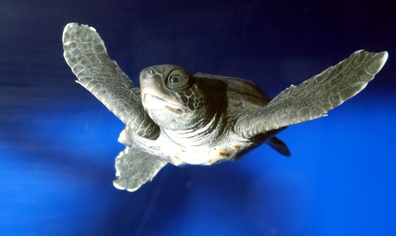 SEA TURTLE