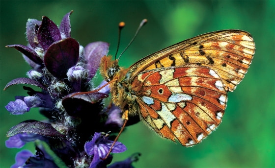 Among the butterfly losses reported by&nbsp;scientists is&nbsp;the pearl-bordered fritillary, which since the 1970s has declined across southern England. 