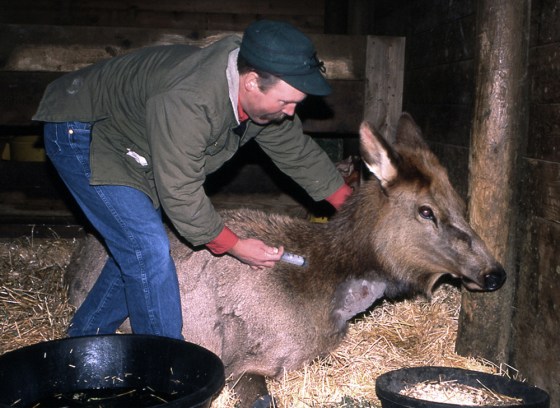 COOK ELK