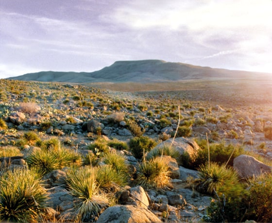 The Otero Mesa, part of it seen here, is a large desert grassland in New Mexico.