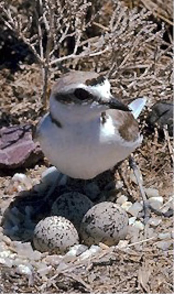 A western snowy plover protects its eggs.