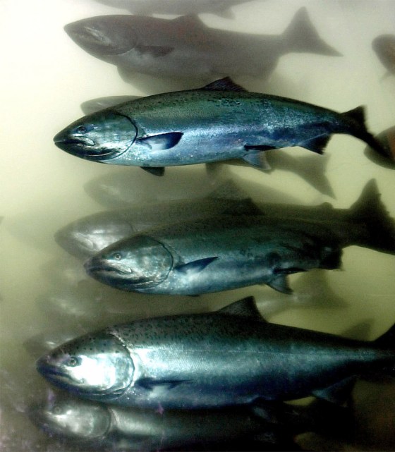 SALMON BONNEVILLE