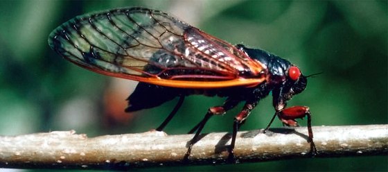 East Coast braces for bug onslaught