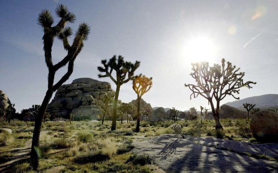 Image: Joshua Trees