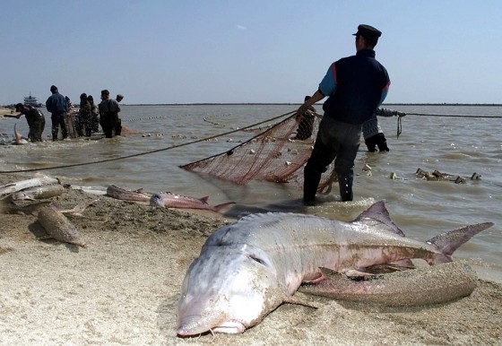 FOR RELEASE WITH STORY LIFESTYLE KAZAKHSTAN CAVIAR DC