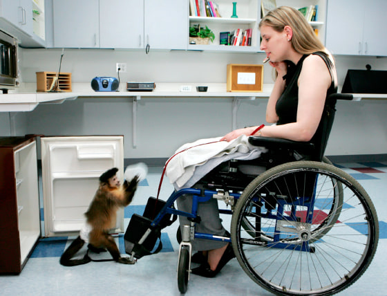 MONKEY RETRIEVES BOTTLE FROM REFRIGERATOR FOR TRAINERS IN WHEELCHAIR AT MONKEY COLLEGE