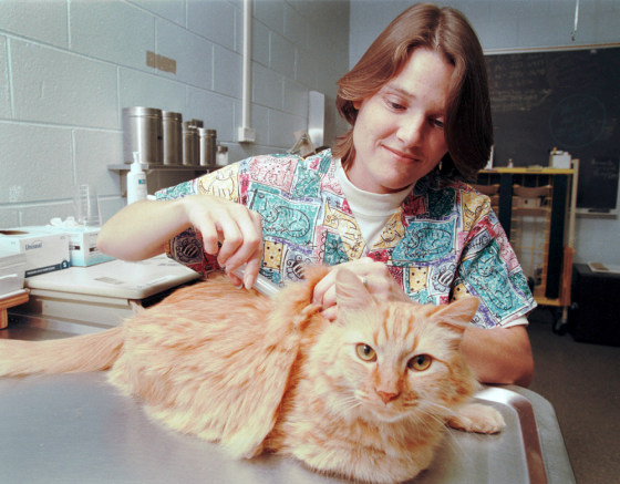 Gail Davison draws blood from a cat named Garfield at the University of Georgia College of Veterinary Medicine.
