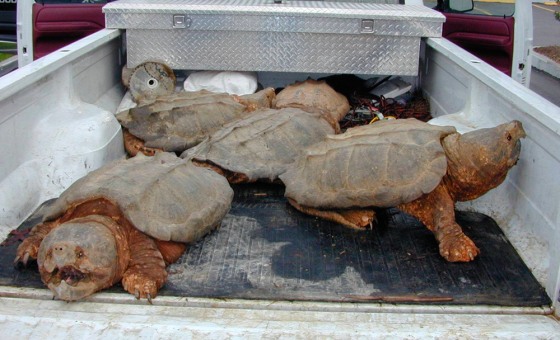 ALLIGATOR SNAPPING TURTLES