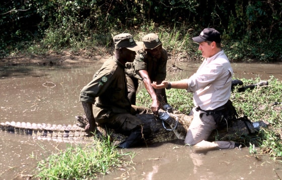 Dangerous man-eaters are on the prowl near the remote Ugandan village of Lubango, and the country’s government has turned to National Geographic correspondent and crocodile expert Brady Barr for help. Barr’s plan is to train wildlife rangers to capture problem crocodiles and relocate them to places where they can do no harm.