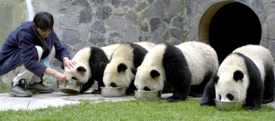 CHINESE WORKER FEEDS GIANT PANDAS AT WOLONG GIANT PANDA RESEARCH CENTREbIN SICHUAN