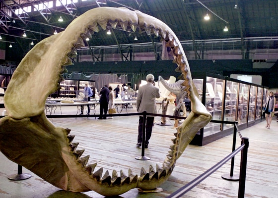 As seen through ancient shark jaws, a man talks on a cell phone during Thursday's prehistoric-creatures auction in New York.