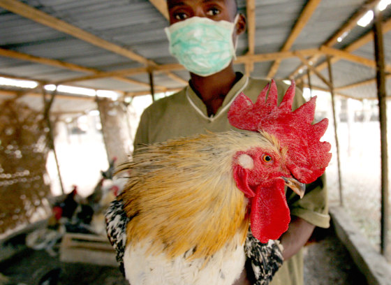 A masked man holds a cock in his hands 1
