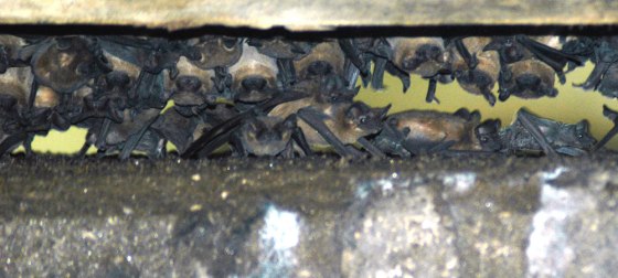 Mother bats roost with their young in the "maternity ward" under a bridge near Omaha, Ga.
