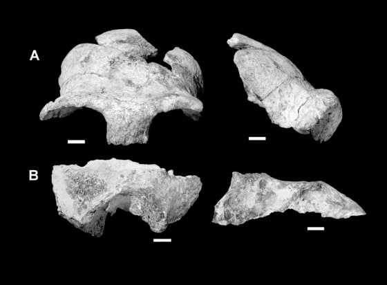 The cranium found in Kenya, shown here from various perspectives, hints at a type of hominin, or prehuman, that was smaller than current-day humans. The left brow ridge shows signs of carnivore bite marks.
