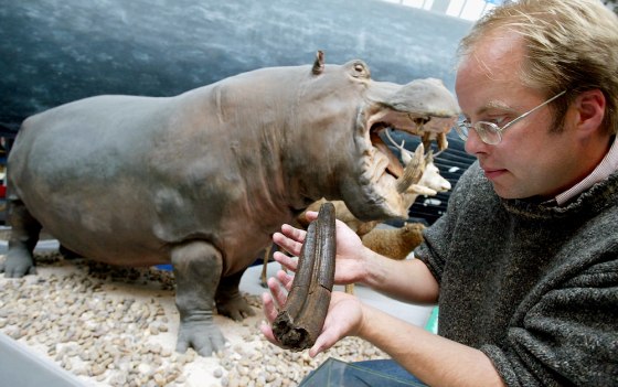 Scientists Discover Ancient Fossilised Hippo Remains