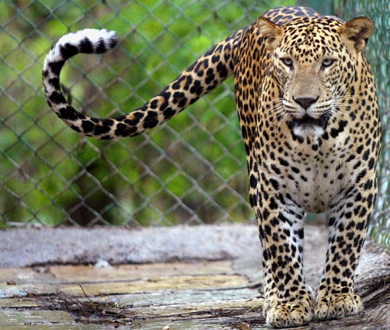 LEOPARD PACES AROUND IN HIS CAGE AT A PARK ON THE OUTSKIRTS OF BOMBAY