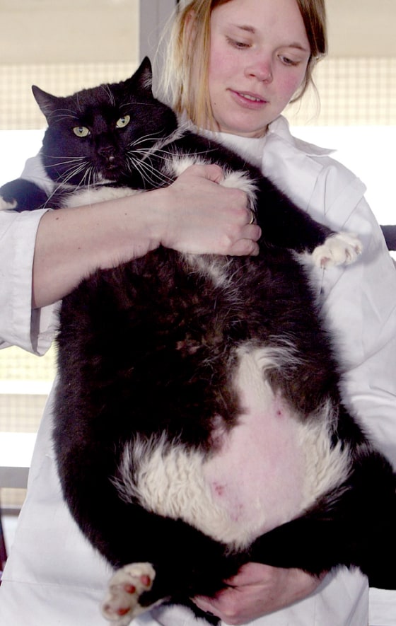 GERMANY-FAT-CAT