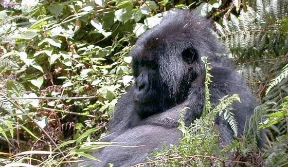 Mountain gorillas like this one in Rwanda number about 700 left in the wild.