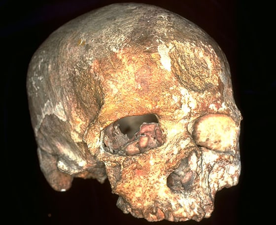 Fossil records of Cro-Magnon humans, such as the skull shown here, provide evidence that a dramatic increase in longevity occurred in modern humans of the Early Upper Paleolithic period, about 30,000 years ago.