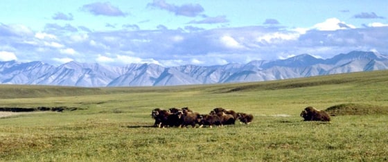 A herd of musk ox graze in an area of the Arctic National Wildlife Refuge in Alaska, known as Area 1002. The Bush administration has proposed drilling for oil in Area 1002. 