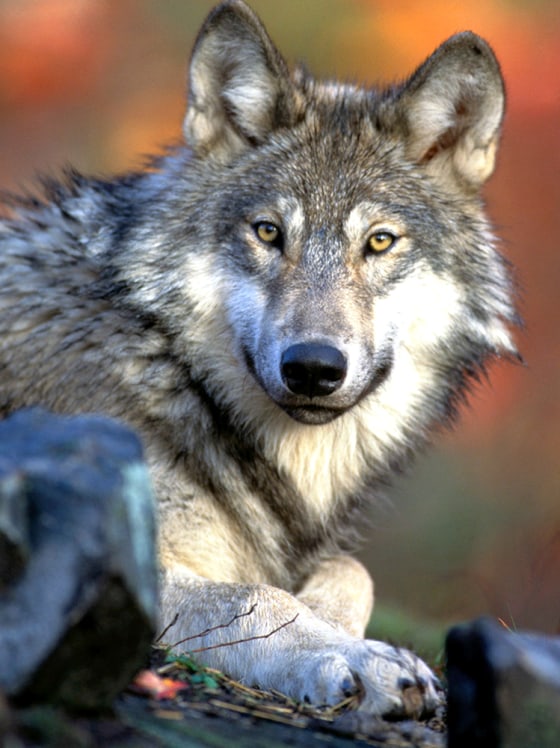 GRAY WOLF